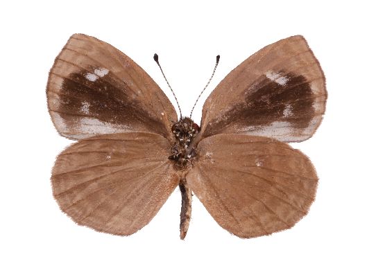 Cephetola collinsi male UNS